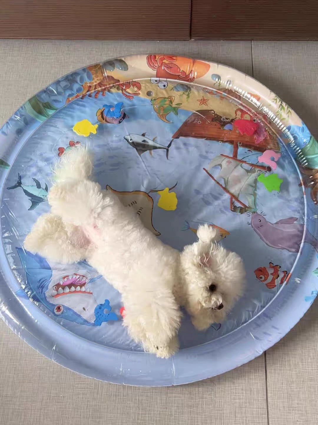 Cute Cat Water Bed
